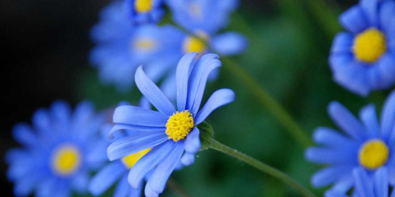 赏花季节·春之颜——几月开放的幸福小花——雏菊（绽放在春天的雏菊，让美好的季节更加灿烂）