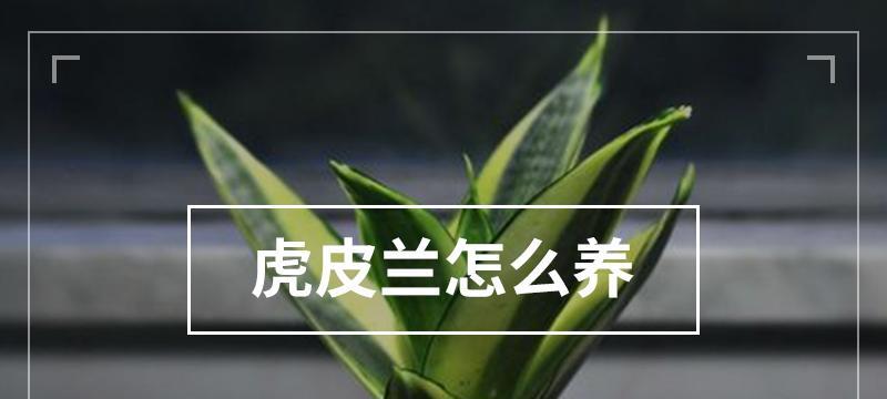 虎皮兰的养护技巧（打造健康、美丽的虎皮兰）