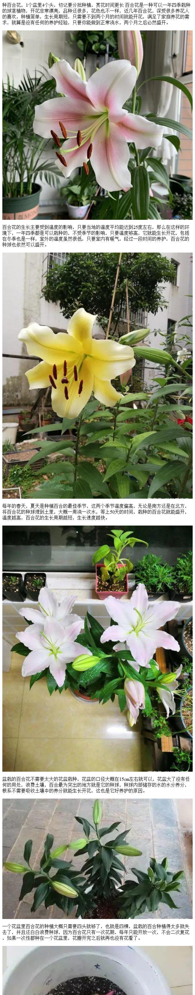 百合花种子种植指南（百合花怎么种植？百合花种子的收集、储存、播种方法大全）