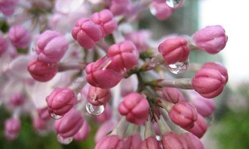 丁香花种植指南（从选种到养护，轻松打造花园丁香海）