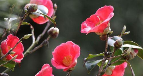 如何正确养护忍冬花（打造美丽花坛，从忍冬花开始）