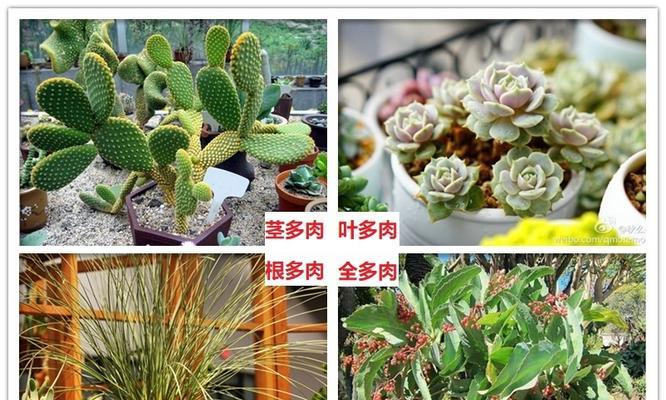 夏季盛放——夏季植物种类大全（探索夏季植物的生命之美）