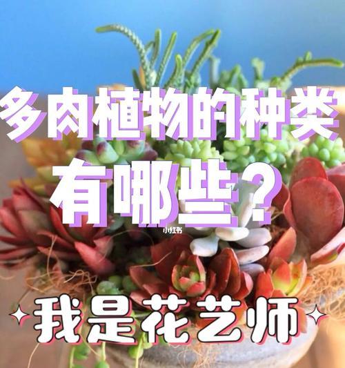 夏季盛放——夏季植物种类大全（探索夏季植物的生命之美）