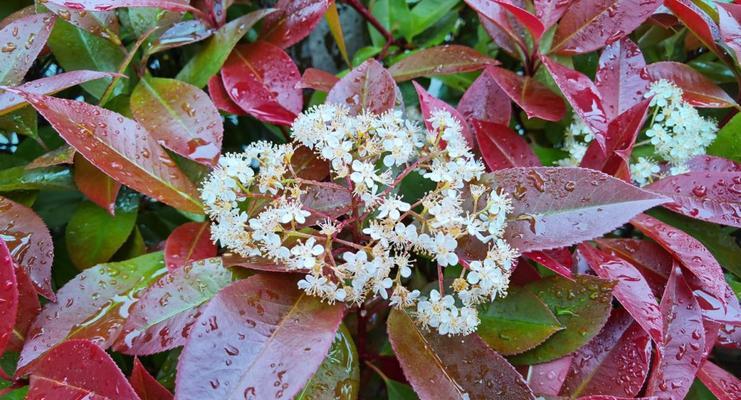 昆山市花——牡丹的优雅与繁盛（探寻昆山市花牡丹的花语与文化底蕴）