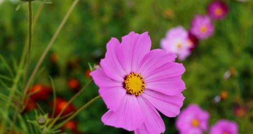 格桑花——的市花和其象征寓意（探索格桑花的美丽与意义）