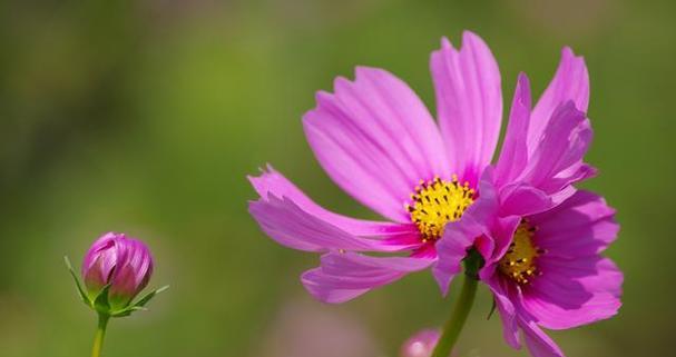 格桑花——的市花和其象征寓意（探索格桑花的美丽与意义）