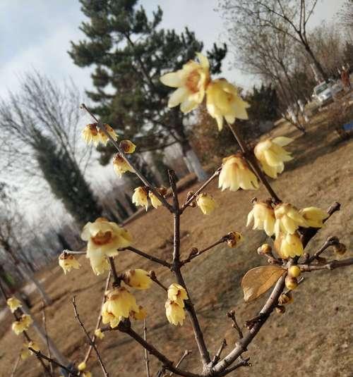 腊梅花（腊梅花花语及代表意义解析，勇往直前的力量和美丽的希望）