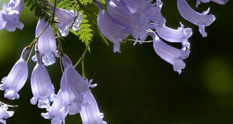 蓝花楹的花语与寓意——美丽与坚韧并存（蓝花楹）