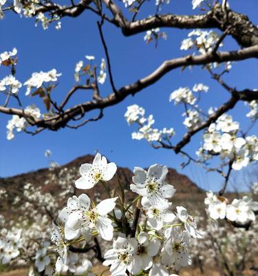 梨花花开寓意十二生肖，你的生肖是什么？（探索梨花与十二生肖的深层关联，揭示你的神秘特质）