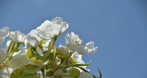 梨花花开寓意十二生肖，你的生肖是什么？（探索梨花与十二生肖的深层关联，揭示你的神秘特质）