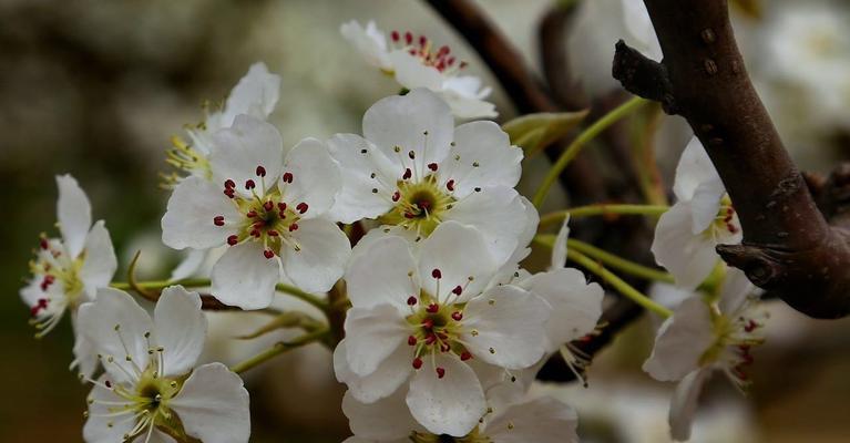 梨花花语与代表意义（赏梨花，读心语，传情意）