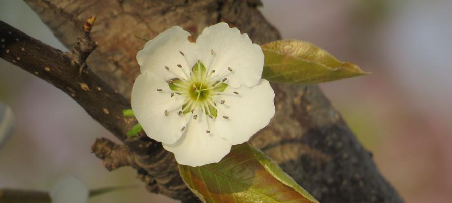 梨花花语与代表意义（赏梨花，读心语，传情意）