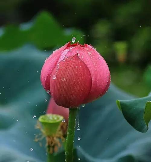 莲花的寓意和象征风水（探寻莲花在风水学中的深层意义）