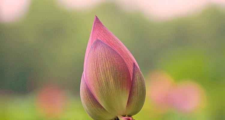 莲花（揭示莲花在不同文化中的意义与象征）