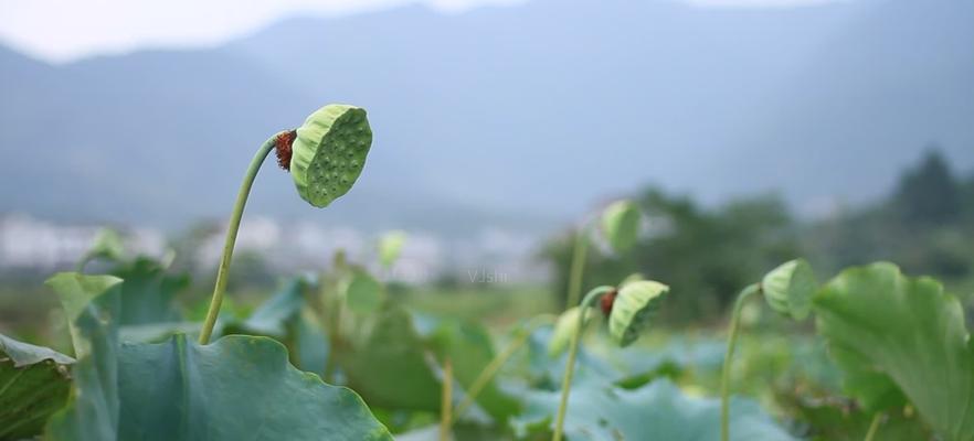 莲子的象征与寓意（揭开莲子深层寓意的神秘面纱）