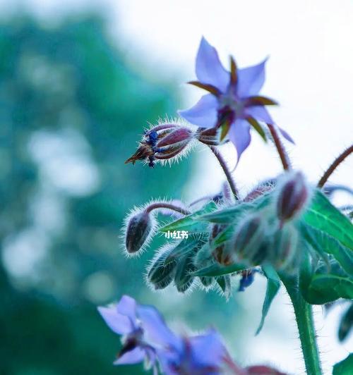 以琉璃苣的花语与寓意（探寻以琉璃苣花的深刻寓意与感人花语）