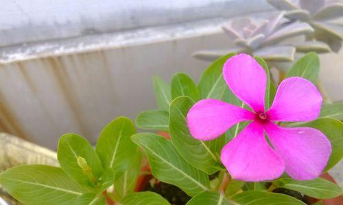 长春花的象征意义（美丽与希望的花朵——长春花）