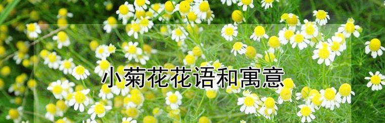 绿菊花的花语之谜（揭开绿菊花所代表的含义，告诉你它的秘密）