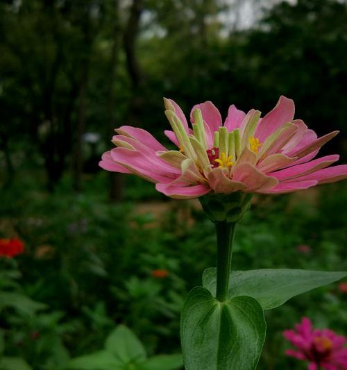 绿色菊花的花语传递着什么深刻的意义？（探索绿色菊花的神秘寓意与象征）