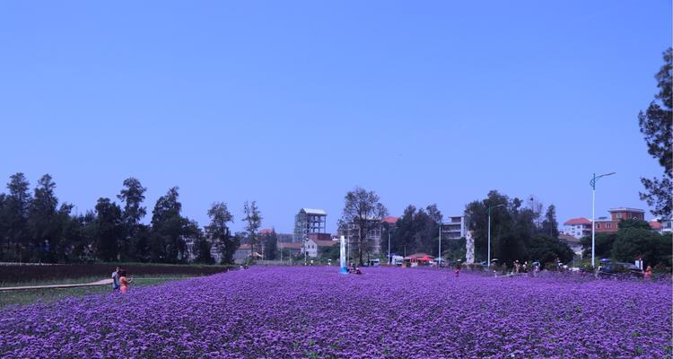 以马鞭草的花语与寓意（探索以马鞭草的美丽、神秘与象征）