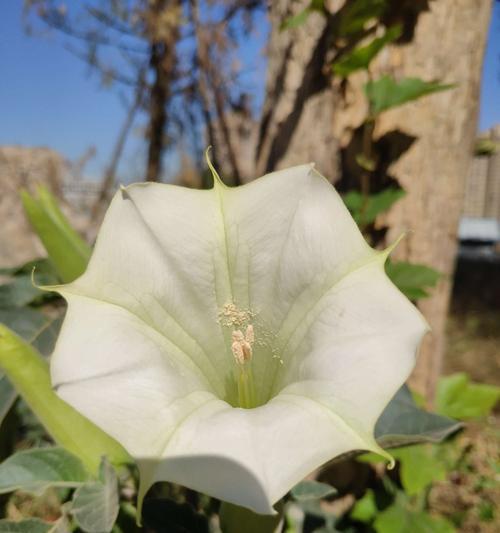 曼陀罗花（揭开曼陀罗花的幕后秘密，了解其象征意义）