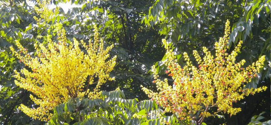 芒果带来的十二生肖象征（探索芒果与生肖之间的神奇联系）