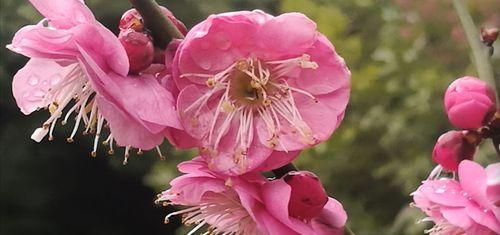 梅花的花语及其象征意义（美丽的梅花，寓意深远的花朵）