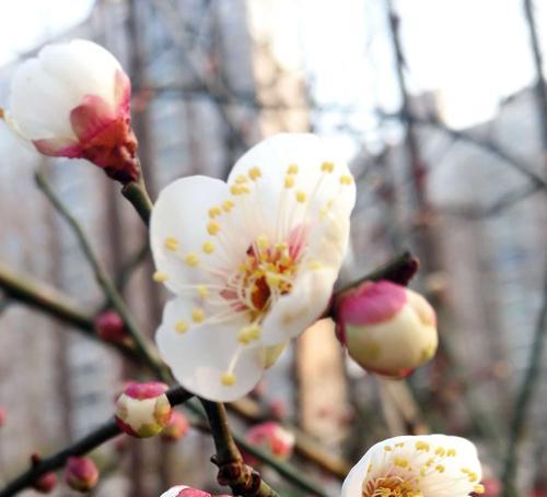 梅花的花语及其象征意义（美丽的梅花，寓意深远的花朵）