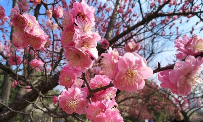 梅花花语与寓意（探寻梅花的象征意义）