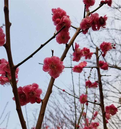 梅花花语的象征与寓意（解读梅花的美丽与坚韧）