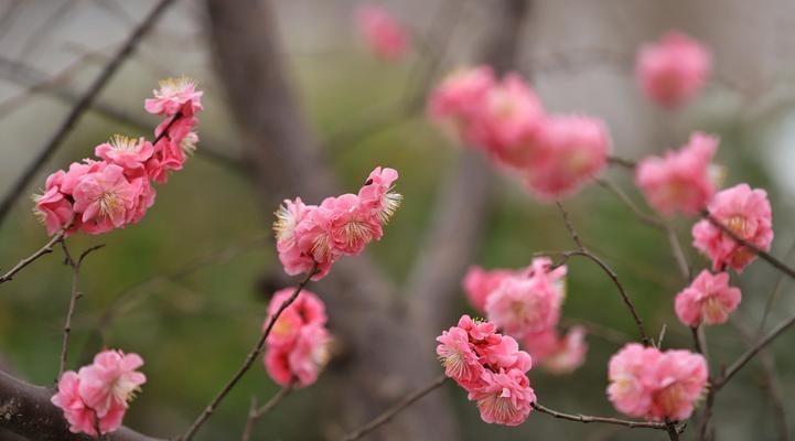 梅花之人（傲立寒冬，坚韧不拔的象征）