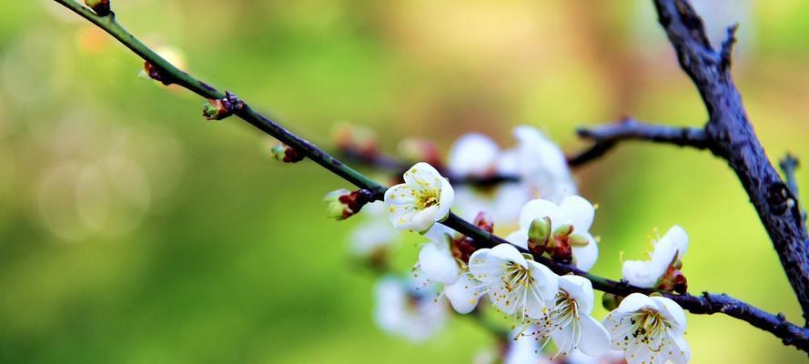 梅花之人（傲立寒冬，坚韧不拔的象征）