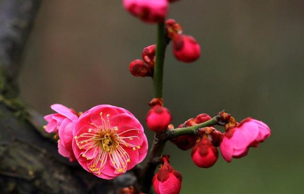 梅花的多彩魅力（探寻梅花的色彩与寓意）