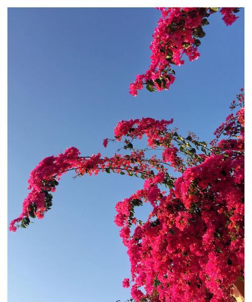 梅州市花梅花的象征寓意（梅花之美在寒冬绽放，传承着梅州的深厚文化）