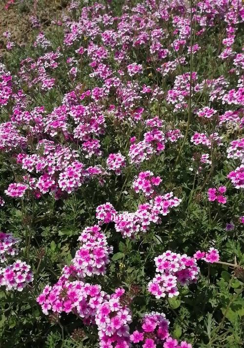 美女樱的花语与寓意（探寻美女樱的神秘花语，解读其丰富寓意）