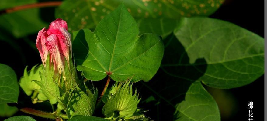 用棉花象征十二生肖（棉花在十二生肖中的象征意义及传统文化研究）