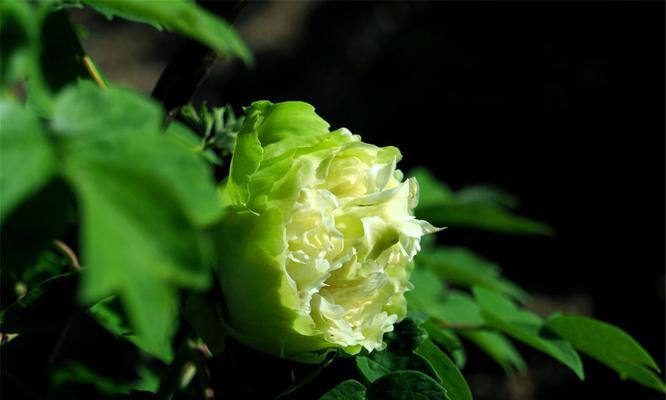 牡丹菊的花语与寓意（探秘牡丹菊的神秘内涵，了解不同花语与寓意）