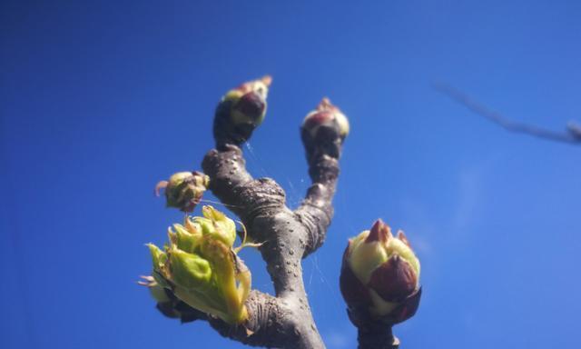 以苹果代表什么生肖（探索苹果在十二生肖中的象征意义）