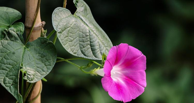 牵牛花的象征意义及其启示（探索牵牛花的美丽与哲理，寻找生活的真谛）