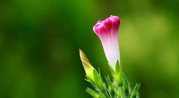 牵牛花的花语及象征意义（探索牵牛花的美丽与神秘之处）