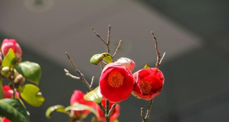 日本山茶花花语（山茶花的神秘之语与美丽象征）