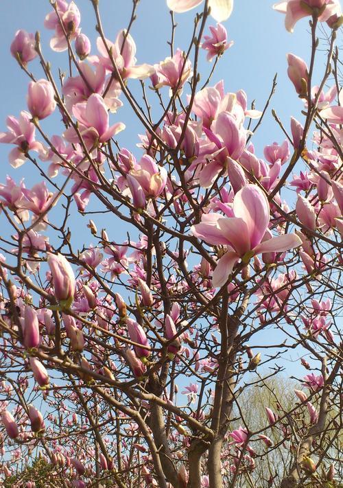 日照市花—桂花的象征意义及其美丽传说（桂花之美，寓意日照之光）