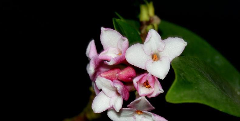 探秘瑞香花的花语与代表意义（瑞香花）