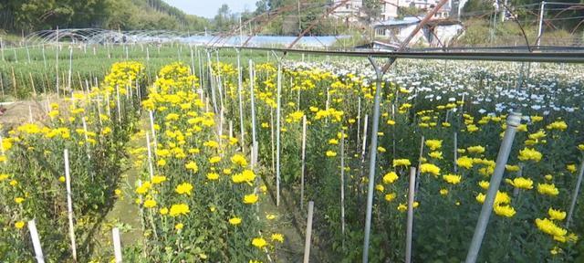 菊花种植与管理（从种子到开花，打造美丽花园）