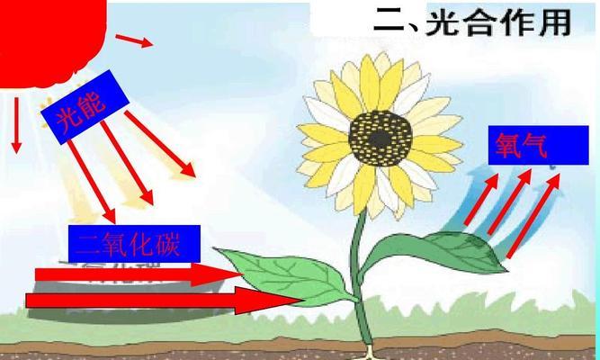 植物的呼吸作用（探究植物的生命之源）