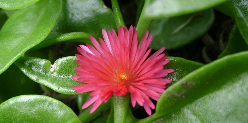 夏日花香（盛夏时节，这些花最适合种植）