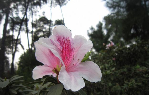 探秘杜鹃花科的奇妙世界（揭秘杜鹃花科下的五大植物群落及其生态功能）