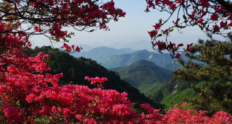 探秘杜鹃花科的奇妙世界（揭秘杜鹃花科下的五大植物群落及其生态功能）