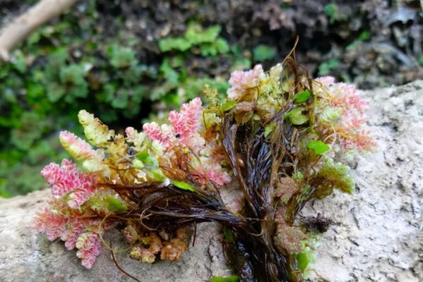 满江红植物的生态与文化价值（探究满江红植物的生态环境和文化渊源，解读它的种类和特征）