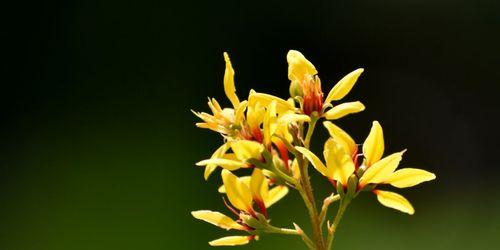 秋日花开，惊艳一季（探秋花奇，绚丽多彩）